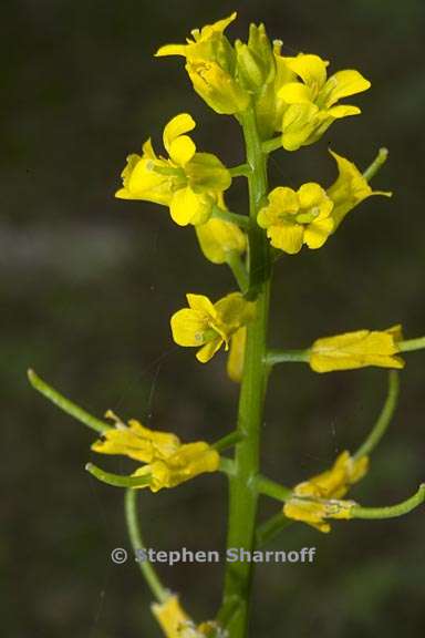 barbarea orthoceras 2 graphic